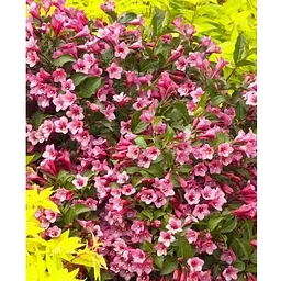 Вейгела Minuet (Weigela'Minuet') S3 висота 50-60см (62741) 1 саженец