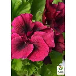 Саджанець Agro-Market Пеларгонія Королівська Aristo Burgundy (контейнер № 10 висота 10-20 см) (49108) 1 шт. в упаковці - мініатюра 3