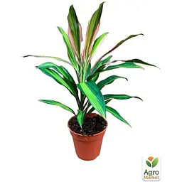 LMTD Корділіна Agro-Market Lime 35-45 см (178919) 1 саджанець в упаковці (кімнатний) Нідерланди - мініатюра 2