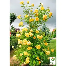 Троянда плетиста Agro-Market Хортиця саджанець класу АА+ вищий сорт 1 шт. в упаковці (178695) - мініатюра 3