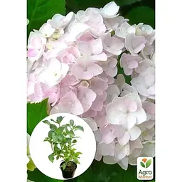 Саджанець Agro-Market Гортензія крупнолиста 2-річна The Bride висота саджанця 20-40 см (179732) 1 шт. в упаковці - мініатюра 3