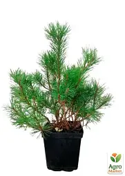 Саджанець Agro-Market Сосна гірська Мугус (Pinus mugo Mughus) S3 висота 20-30 см 1 шт. в упаковці (62742) - мініатюра 3