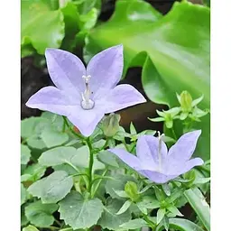 Цибулина Agro-Market Кампанула квітуча Isophylla Blue (178712) 1 шт. - мініатюра 5