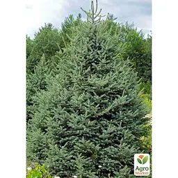 Саджанець Agro-Market Ялина блакитна Meyeri (горщик P9) (61872) - мініатюра 2