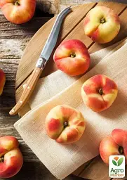 Саджанець Agro-Market Персик Фаворит Мореттіні (літній сорт, ранній термін дозрівання) 1 шт. в упаковці (15912) - мініатюра 2