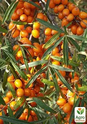Саджанець Agro-Market Обліпиха 2-річна Frugana вкорінена в контейнері (жіночий сорт) 1 шт. в пакуванні (183347) - мініатюра 2