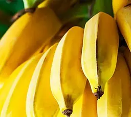 Саджанець Agro-Market Банан кімнатний Київський суперкарлик (43017) 1 шт. в упаковці - мініатюра 2