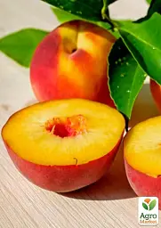 Саджанець Agro-Market Персик Печерський (літній сорт, середній термін дозрівання) 1 шт. в упаковці (177915) - мініатюра 2