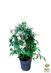 Саджанець Agro-Market Жасмин (Jasminum polyanthumi) кімнатний 1 шт. в упаковці (72275) - мініатюра 2
