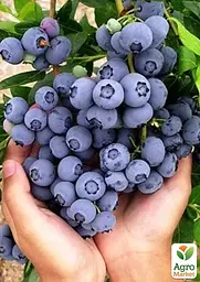 Саджанець Agro-Market Лохина 3-х річна Блюкроп (Bluecrop) С5 висота 70-90см 1 шт. в пакуванні (182323) - мініатюра 3