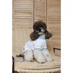 Футболка Pet Fashion Polo для собак S - мініатюра 6