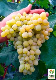 Саджанець Agro-Market Виноград Мускат Дієвський (ранній термін дозрівання, солодкий мускат) 1 шт. в пакуванні (63795) - мініатюра 2