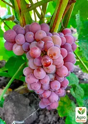 Саджанець Agro-Market Виноград Трамінер Рожевий (винний сорт, середній, мускатний) 1 шт. в пакуванні (177290) - мініатюра 2
