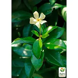Саджанець Agro-Market Трахелоспермум Jasminoides висота 50 см (179798) 1 шт. - мініатюра 4
