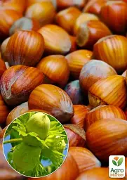 Саджанець Agro-Market Фундук Вебба Цінний (середній термін дозрівання, перехресне запилення, садити по 2 шт.) 1 шт. в упаковці (23929) - мініатюра 2