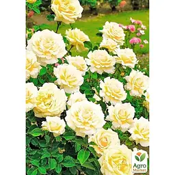 Троянда флорибунда Agro-Market Sunstar саджанець класу АА+ вищий сорт 1 шт. в упаковці (178162) - мініатюра 2
