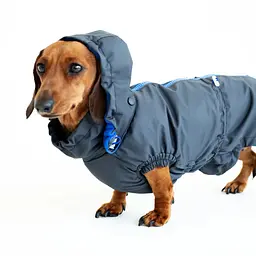 Вітровка для такс Hat-Dog Графіт (XS/Дівчинка) - мініатюра 5