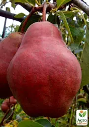 Саджанець Agro-Market Груша Вільямс Червоний 1 шт. в упаковці (39852) - мініатюра 2