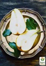 Саджанець Agro-Market Груша Сілк Кінг (літній сорт, ранній термін дозрівання) 1 шт. в упаковці (40014) - мініатюра 3