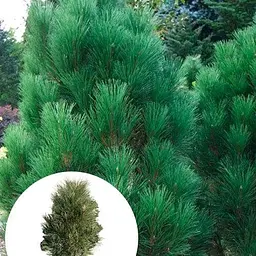 Сосна чорна Agro-Market Green Tower ком/сітка висота 90-120 см 185194 1 саджанець в упаковці