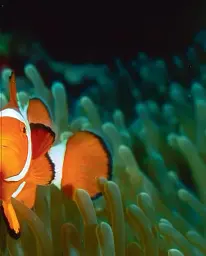 Underwater photography - мініатюра 3