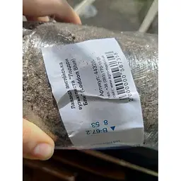Саджанець Agro-Market Лаванда англійська вузьколиста Лоддон Блю (Loddon Blue) (44328) 1 шт. в упаковці - мініатюра 3