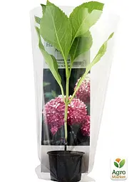 Саджанець Agro-Market Гортензія крупнолиста рожева Непереможна краса (Unbeatable beauty) (36527) - мініатюра 2