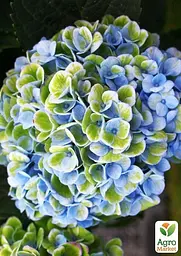 Саджанець Agro-Market LMTD Гортензія крупнолиста квітуча 2-х річна Magical Revolution Blue (25-35см) (62271) - мініатюра 5