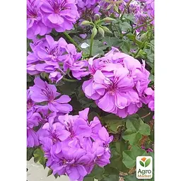 Саджанець Agro-Market Пеларгония ампельная Amelit (контейнер № 10 высота 10-20 см) (176648) 1 шт. в упаковці - мініатюра 2