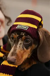 Шапка для собак Hat-Dog Грифіндор (S) - мініатюра 4