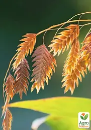 Саджанець Agro-Market Хасмантіум широколистий Uniola latifolia С1, 1 шт. в упаковці (182767) - мініатюра 5