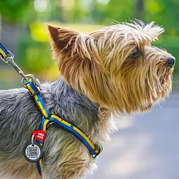 Шлея для котів та дрібних порід собак Waudog Nylon з QR паспортом, малюнок "Colors of freedom", пластиковий фастекс, XS - мініатюра 3