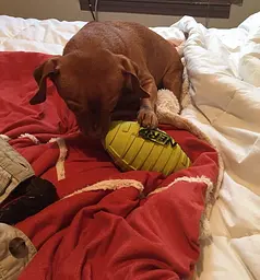 Футбольний м'яч для собак Nerf Dog Squeak - мініатюра 6