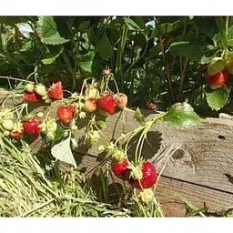 Саджанець Agro-Market Полуниця Мальвіна (Malwina) 5шт (пізній термін дозрівання) (19926) - мініатюра 7