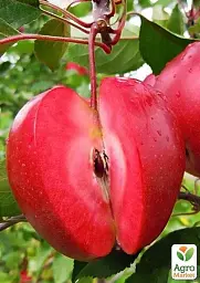 Саджанець Agro-Market Яблуня красномясая Редлов (Redlov) (преміальний соковитий сорт) 1 шт. в упаковці (21353) - мініатюра 2