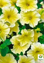 Саджанець Agro-Market Сурфінія Impulz Yellow 1 шт. в упаковці (176656) - мініатюра 2
