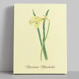 Інтер'єрна картина Ботанічна ілюстрація, Narcissus Moschatus, ботаніка, інтер'єрний декор, 60×45 см (id7156)