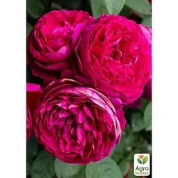 Троянда чайно-гібридна Agro-Market Ascot саджанець класу АА+ вищий сорт 1 шт. в упаковці (181481) - мініатюра 2