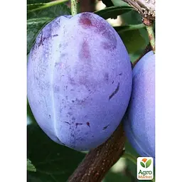 Саджанець Agro-Market Слива Президент укорінена в контейнері (саджанець 2 роки) (153156) - мініатюра 2