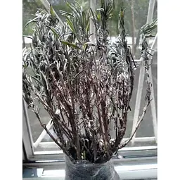 Саджанець Agro-Market Лаванда англійська вузьколиста Лоддон Блю (Loddon Blue) (44328) 1 шт. в упаковці - мініатюра 5