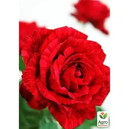 Саджанець Agro-Market Троянда чайно-гібридна Ред Інтуішн (44148) 1 шт. - мініатюра 2