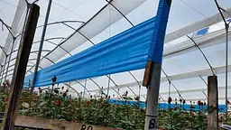 Синя клейова пастка Russell IPM від трипс з малюнком та феромоном (2 рулони 15х100 м) - мініатюра 4