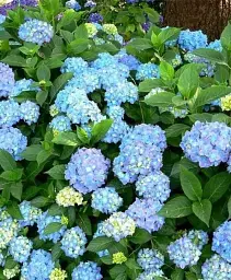 Гортензія Agro-Market Blue tenderness крупнолиста блакитна 1 саджанець в упаковці (44819) - мініатюра 3
