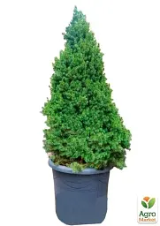Саджанець Agro-Market Ялина канадська Conica (ком/сітка) висота 110-115 см 1 шт. в упаковці (71821) - мініатюра 3