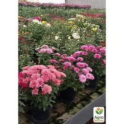 Саджанець Agro-Market Хризантема Lobell Purple (мультифлора рання) (48766) 1 шт. в упаковці - мініатюра 2