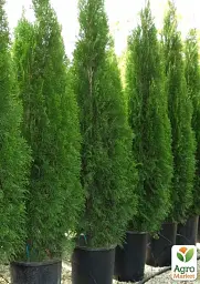 Саджанець Agro-Market Туя західна Smaragd (ком/сітка) висота 90-110 см 1 шт. в упаковці (63958) - мініатюра 4