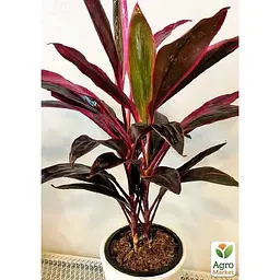 LMTD Корділіна Agro-Market Tango 35-45см (178897) 1 саджанець в упаковці (кімнатний) Нідерланди - мініатюра 7