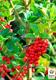 Саджанець Agro-Market Падуб мезерва Heckenpracht вазон Р9 (178884) - мініатюра 5
