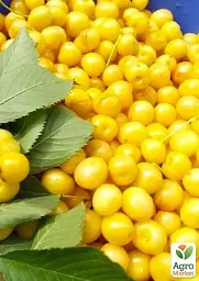 Саджанець Agro-Market Черешня глянцевого жовтого кольору Медова насолода (Honey sweetness) (преміальний, стійкий до захворювань сорт) 1 шт. в упаковці (47681) - мініатюра 2