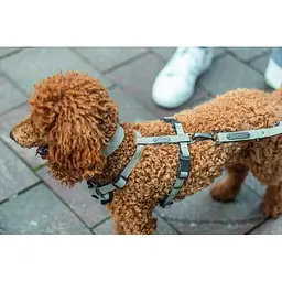 Шлея Trixie CityStyle H-harness для собак бавовна L-XL 75-120 см 25 мм світло-сірий - мініатюра 2